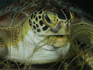 Green Turtles (Chelonia mydas)photo credit BS and RD Kirkby